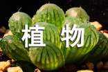 写多肉植物的作文300字(精选58篇)