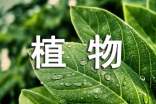 写植物竹子的作文300字(精选33篇)